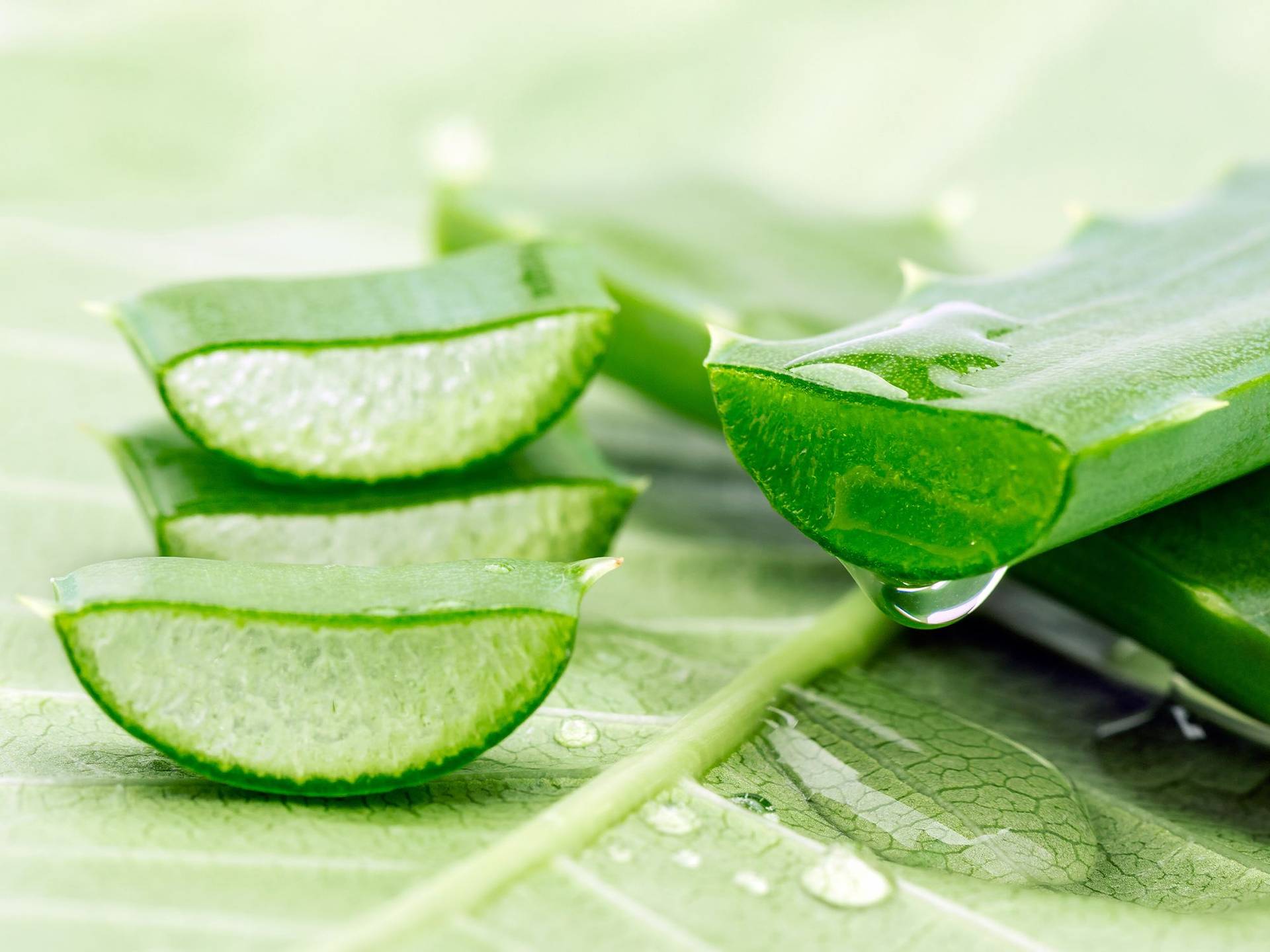 Unsere Aloe Finca – natürlich gesund mit der „Königin der Heilpflanzen"!