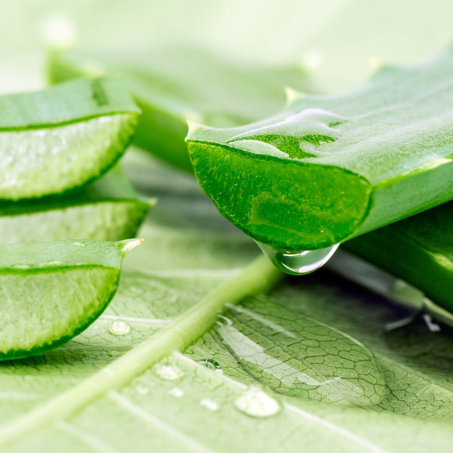 Entdecken Sie Pflegeprodukte von Unsere Aloe Finca