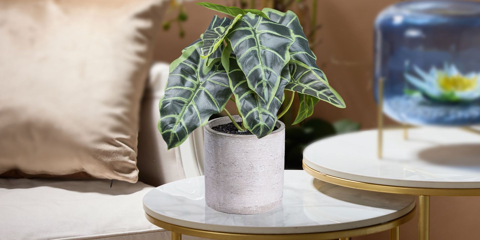 Die Grünpflanze "Anthurium" steht auf einem Beistelltisch in einem Wohnzimmer
