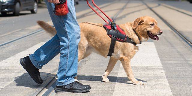 Blindenhund Blonder Labrador mit rotem Geschirr wird von Person in blauer Jeans und schwarzen Schuhen über Zebrastreifen geführt