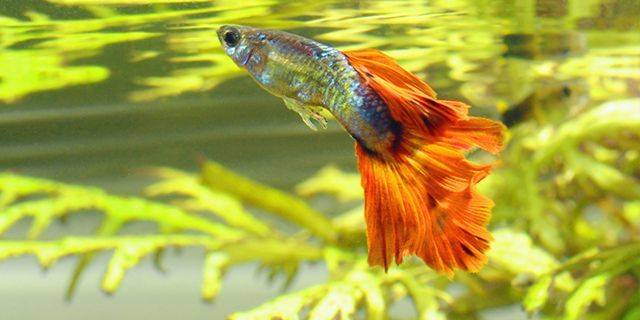 Schwimmende Guppys Bunter Guppy (Fisch) mit leuchtend orangeroter Schwanzflosse schwimmt im Wasser vor grünen Wasserpflanzen