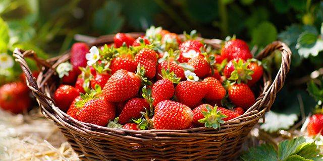 Erdbeeren im Korb Korb voller reifer, roter Erdbeeren mit grünen Blättern und weißen Blüten