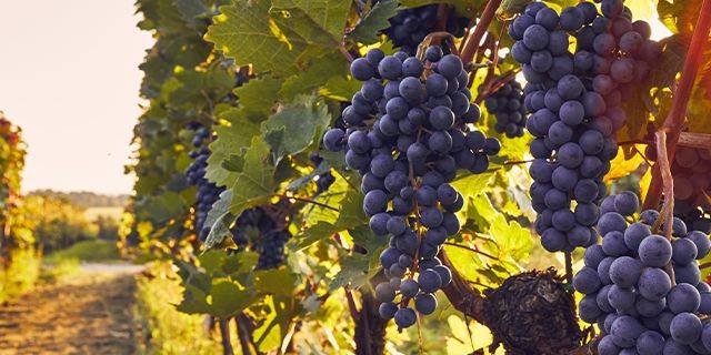 Weintrauben Reben mit reifen, blauen Weintrauben, die an einem sonnigen Tag in einem Weinberg wachsen. Im Hintergrund ist ein Weg und eine Landschaft sichtbar.