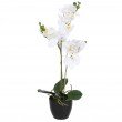 Orchidee Phalaenopsis, 65 cm