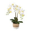 Orchidee Phalaenopsis im Zementtopf, 59 cm