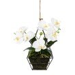Orchidee Phalaenopsis Hänger inkl. Metallrahmen