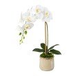 Orchidee Phalaenopsis, 54 cm