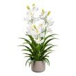 Orchidee Cymbidie, 70 cm